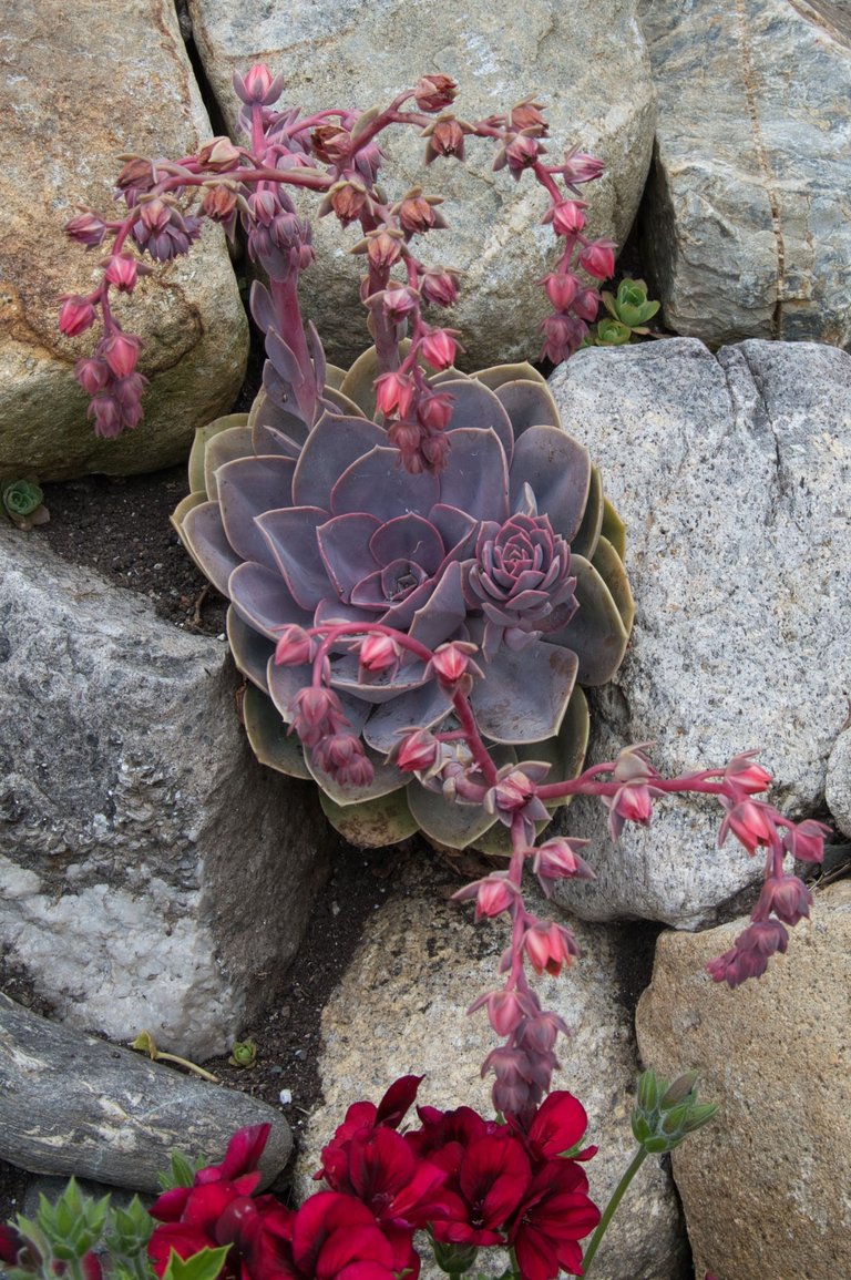Ghost Echeveria