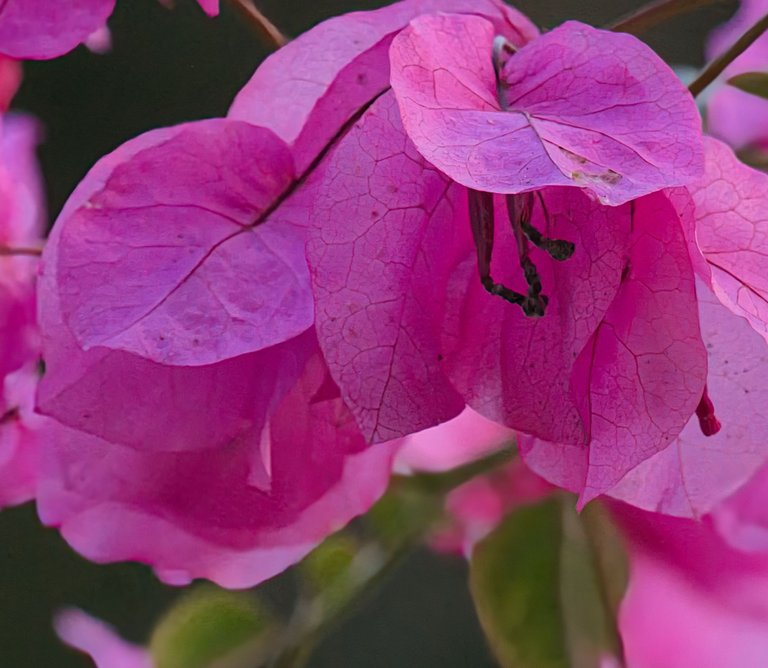 Bougainvillea