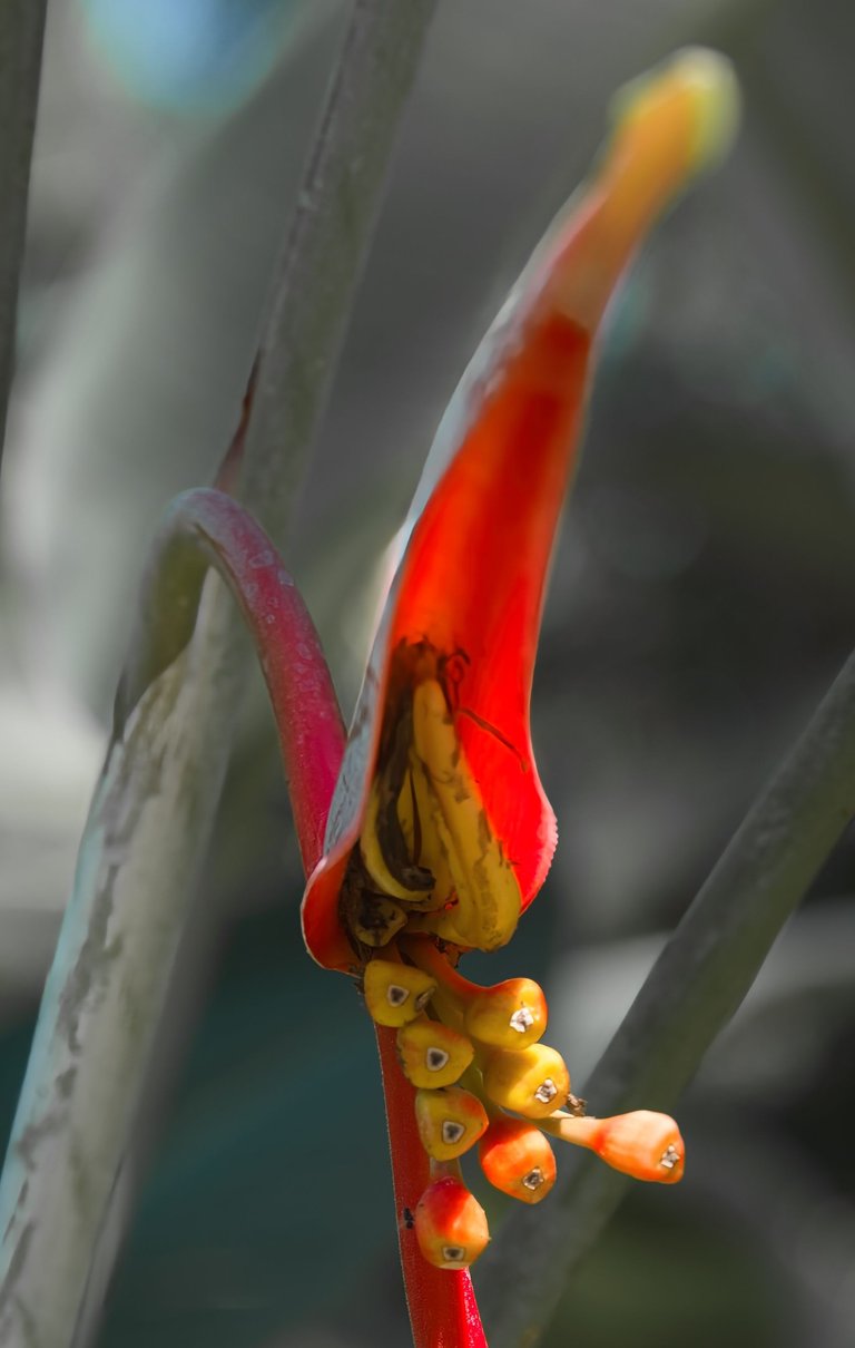 Heliconia