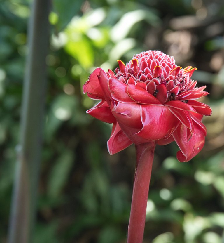 Etlingera elatior