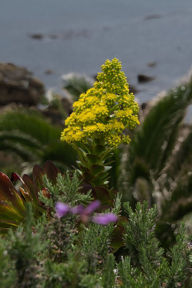 Aeonium cyclops