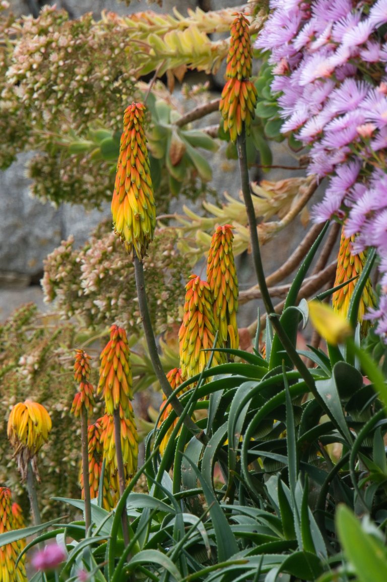 Red Hot pokers
