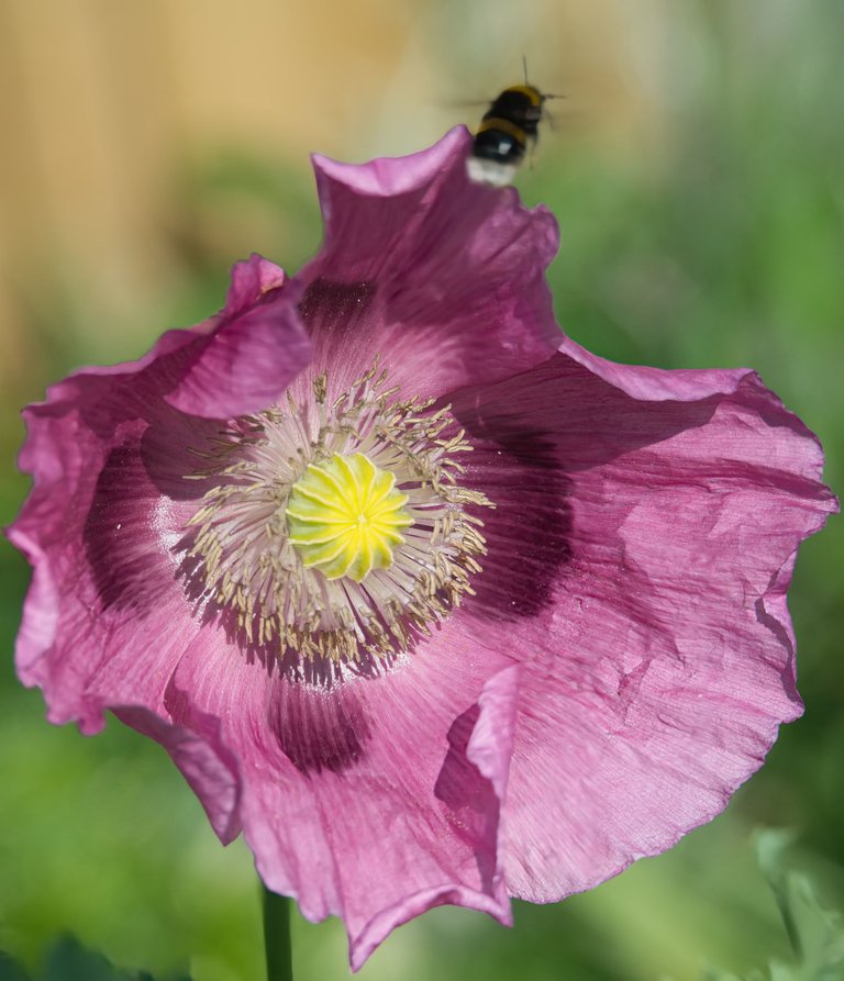 _DSC4316.jpeg