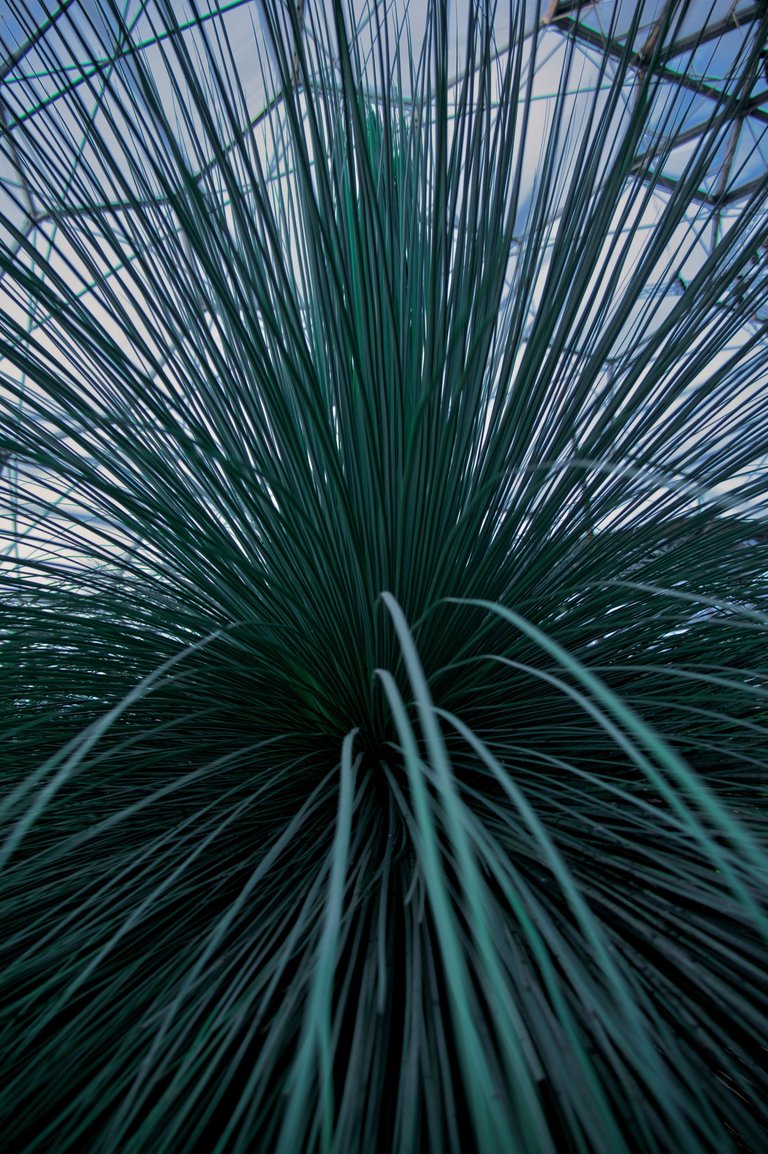 Australian grass tree