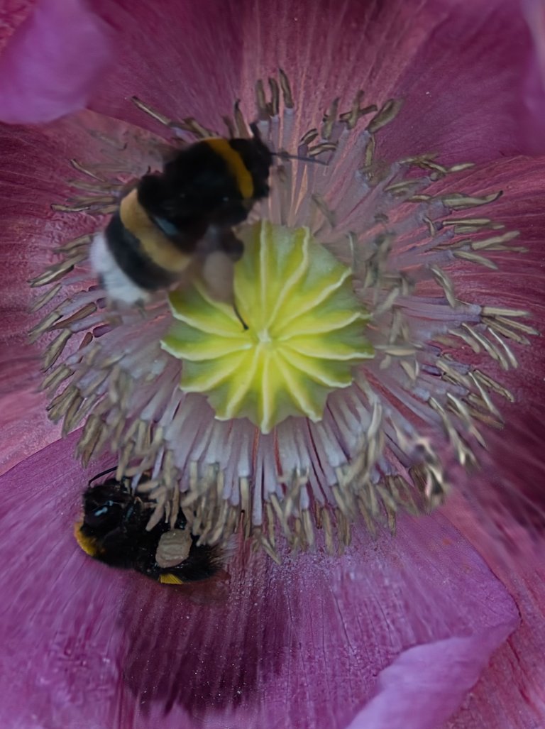 _DSC4220.jpeg