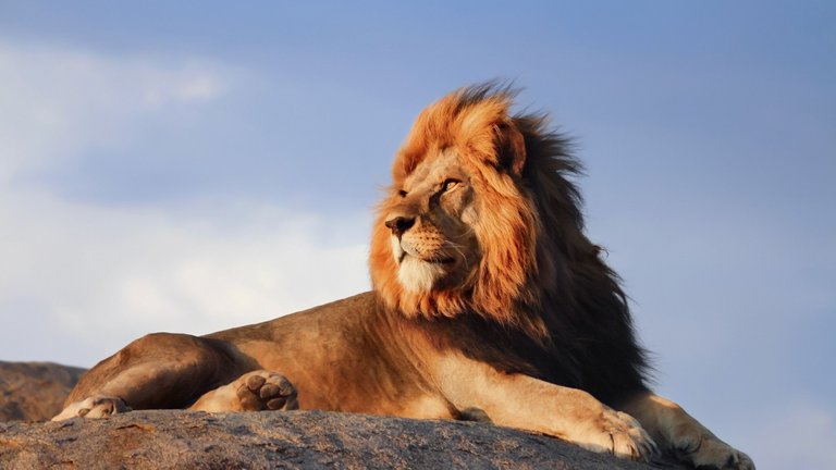 lion_is_sitting_on_rock_with_blue_sky_background_hd_lion.jpg