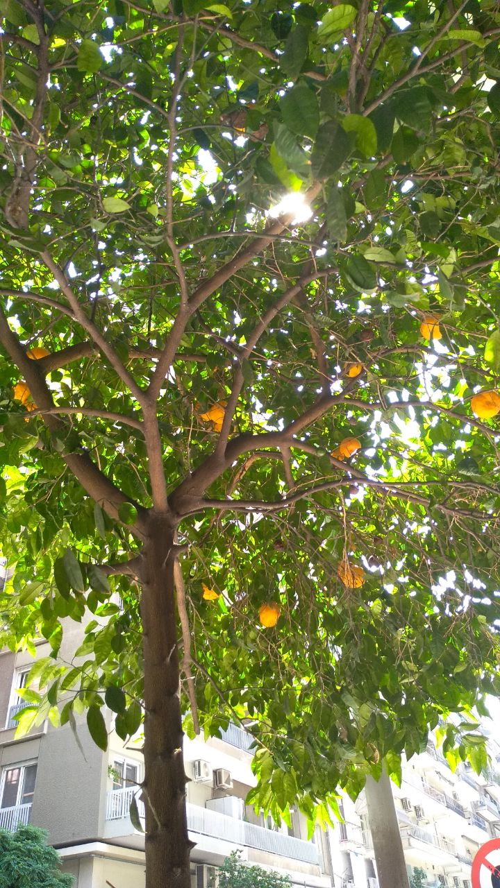 Oranges on the street!