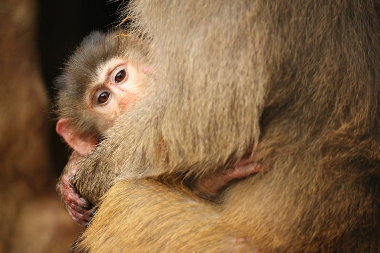 majestic-hamadryas-baboon-captivity.jpg