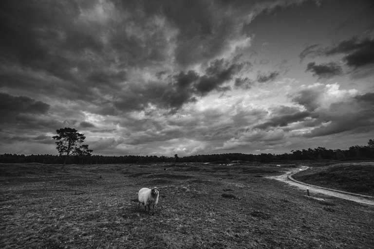 stock-photo-national-park-heidestein-the-netherlands-1023276532.jpg