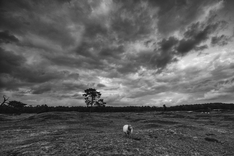 national-park-heidestein-the-netherlands-1023276516.jpg