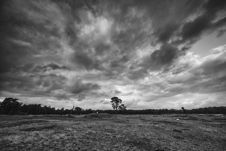 national-park-heidestein-the-netherlands-1023276534.jpg