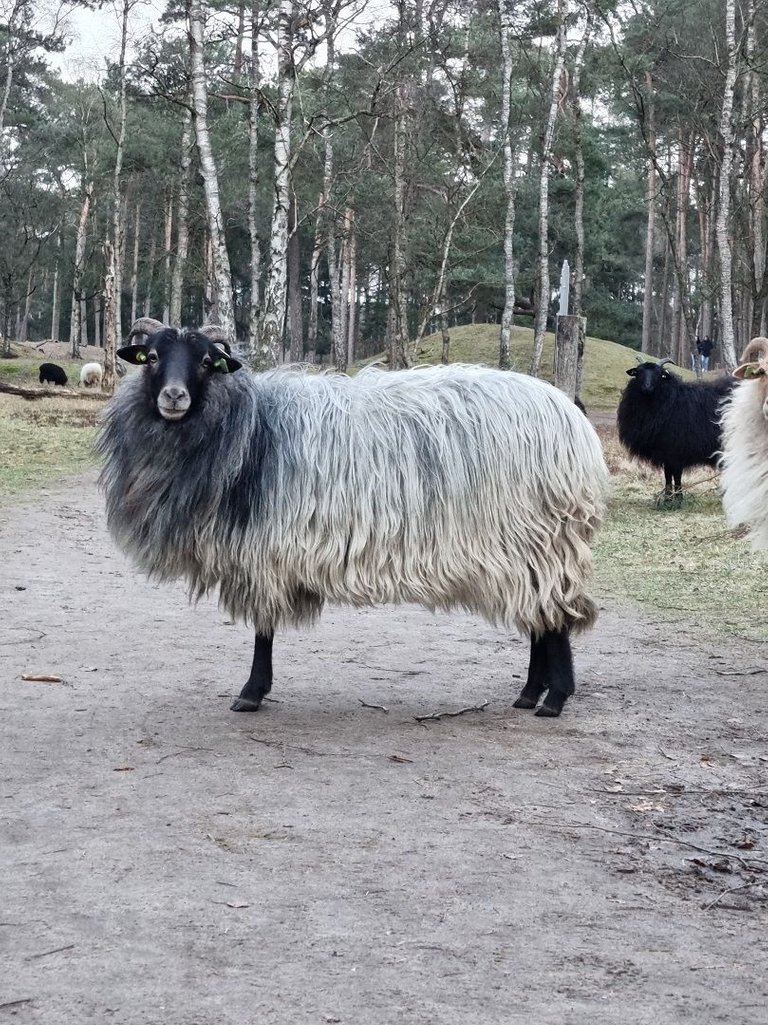 schaap 4.jpg