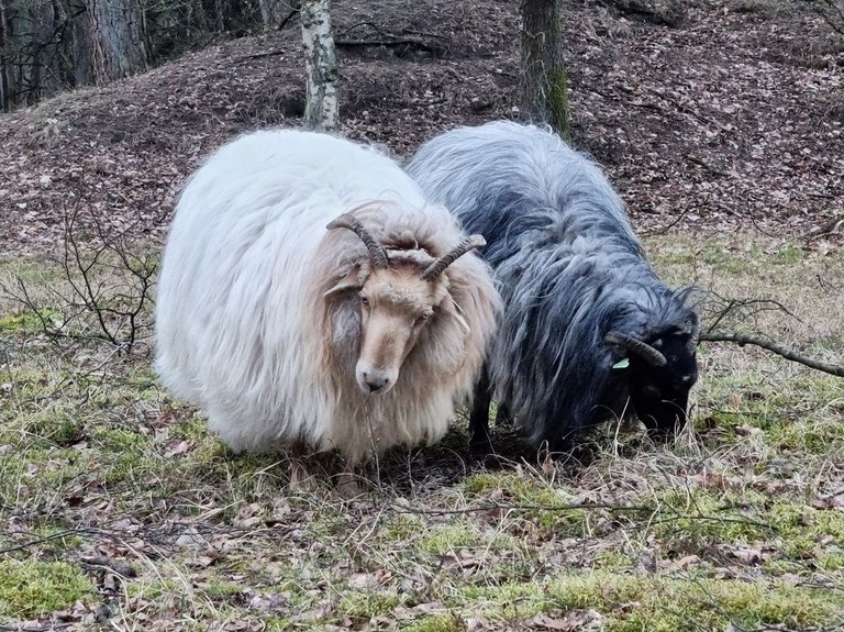 schaap 6.jpg