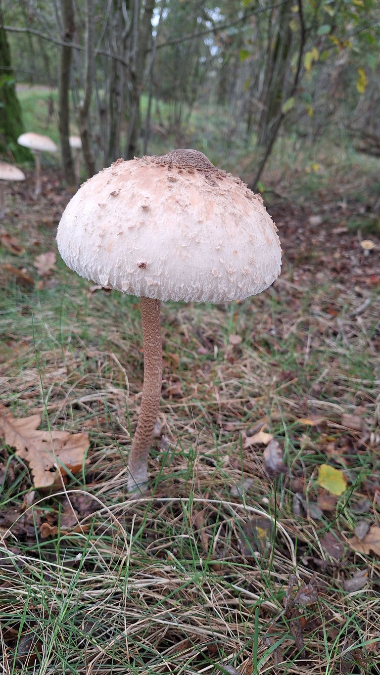20241019_151325.jpg