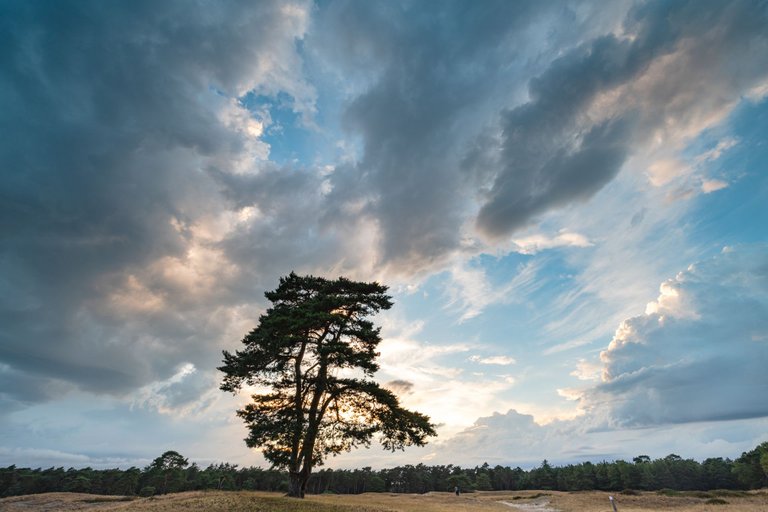 Lovely colors in the sky! at the lonely tree! 