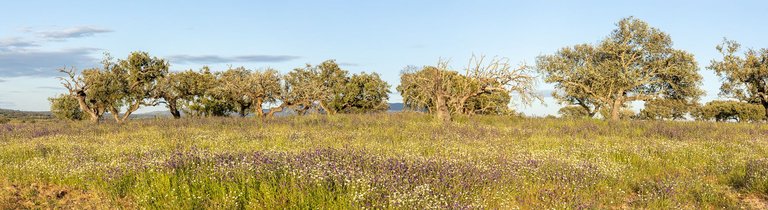2X9A8002-Pano.jpg