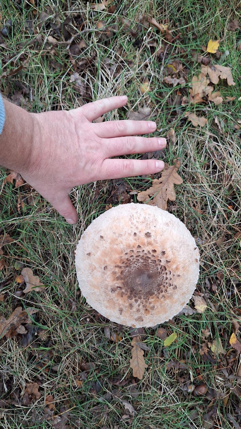 20241019_151333.jpg