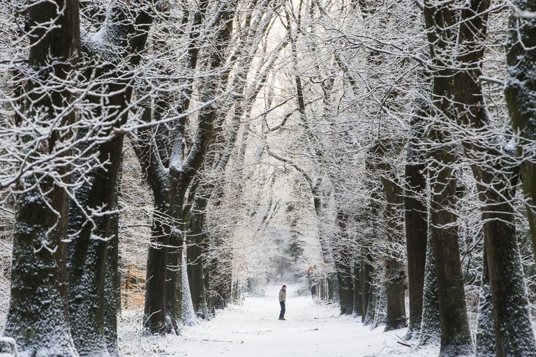 Winter trees and a model!