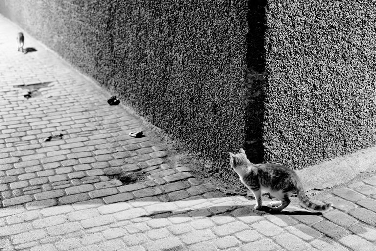 Kittens from Marrakesh 