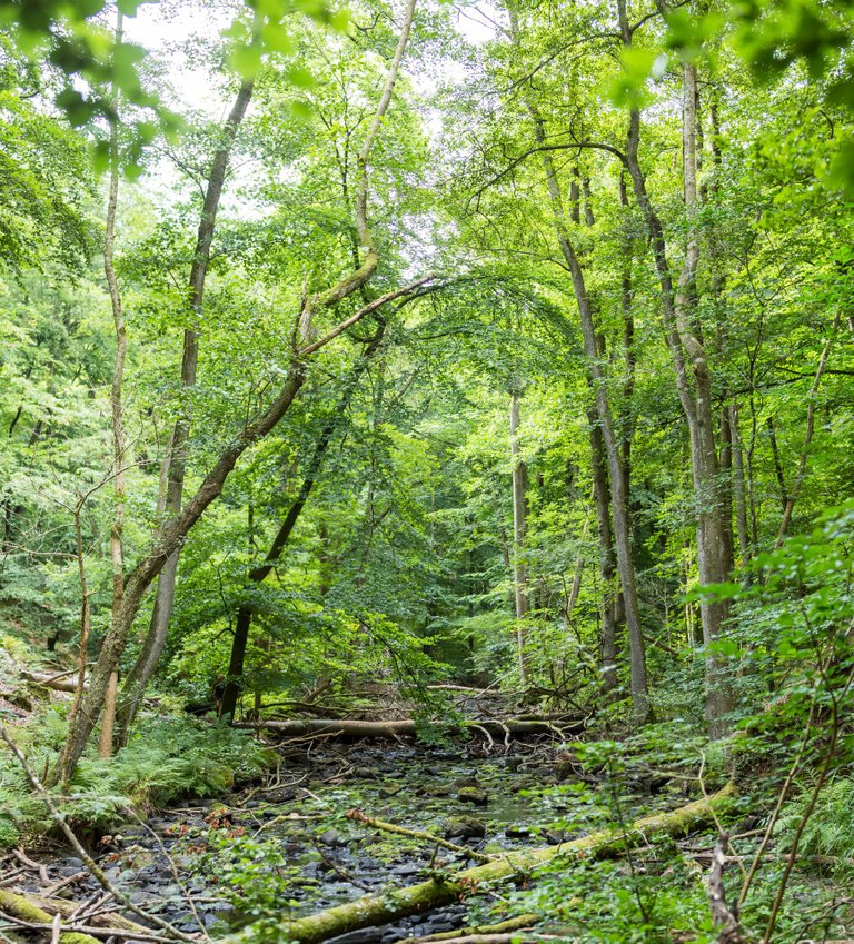 IMG_0233-Pano.jpg