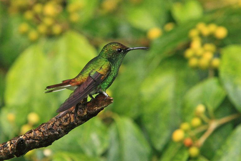 Copperyheaded Emerald.jpg