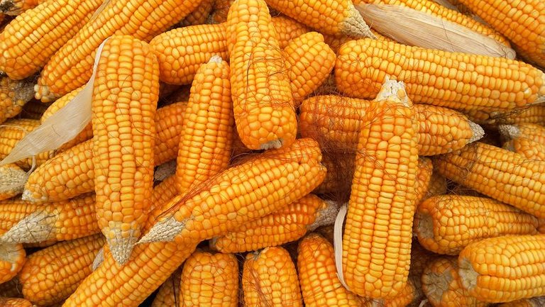 corn-1726017__480.jpg