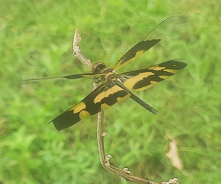 20250812_133340.jpg