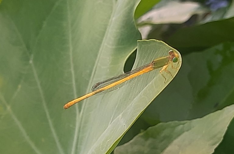 20250819_153740.jpg