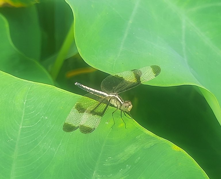 20250812_134451.jpg