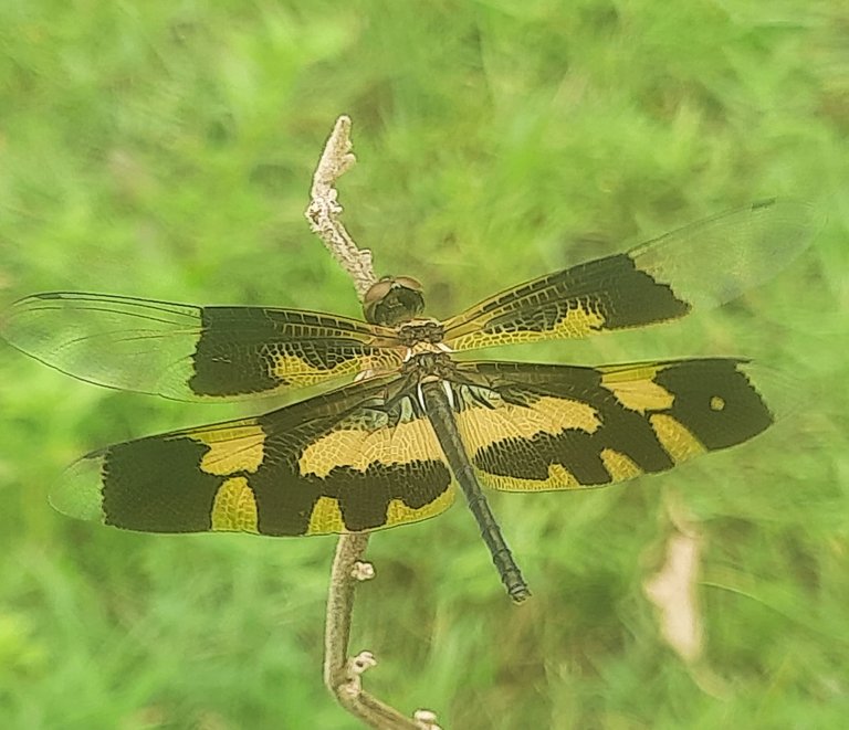 20250812_133356.jpg