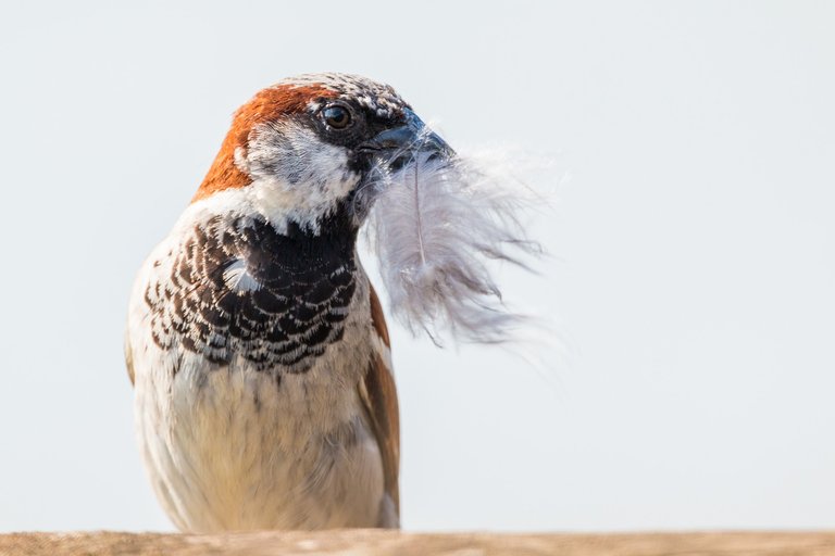 house-sparrow-2591593_1920.jpg