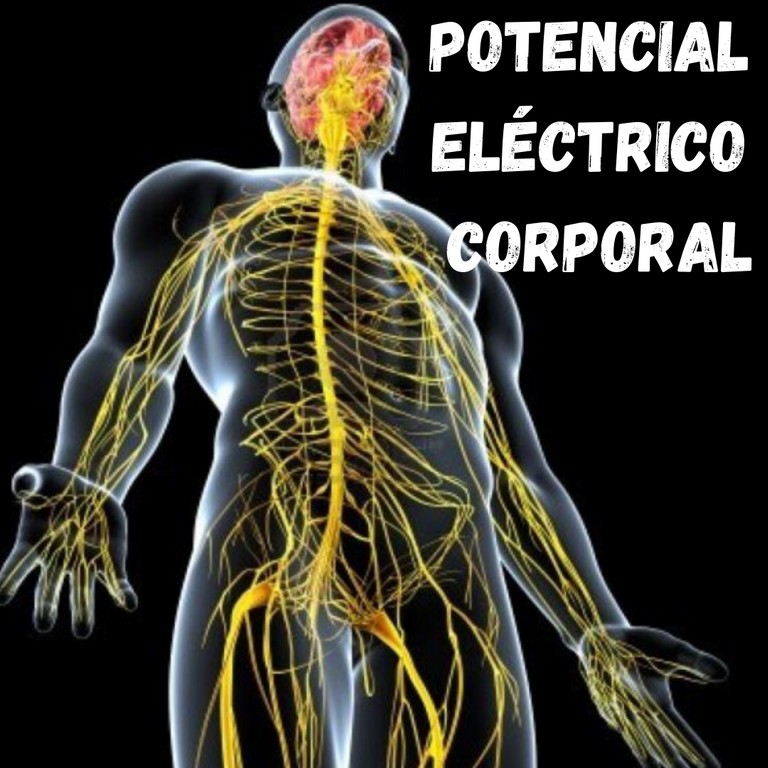 Potencial Eléctrico Corporal (2).png