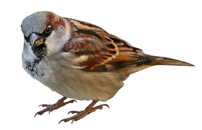 bird5199134_1280.webp