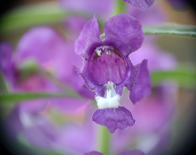 lavender1