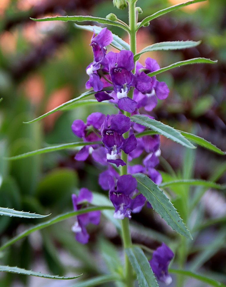 lavender4