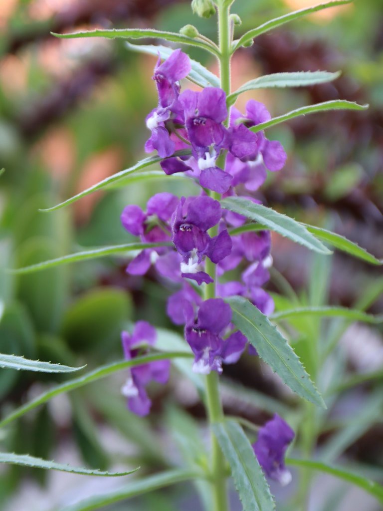 lavender2