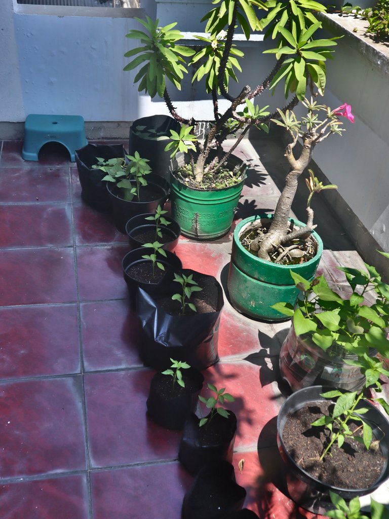 lombok polybag
