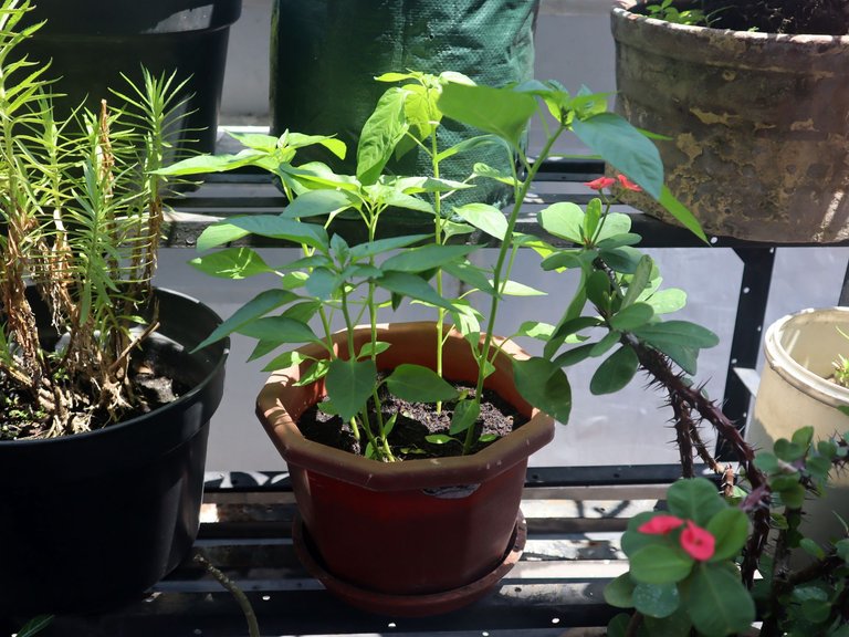 lombok pot