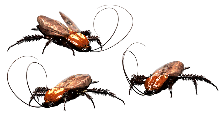 cockroach-3346121_960_720.png