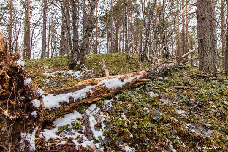 Olbogfjellet3.jpg