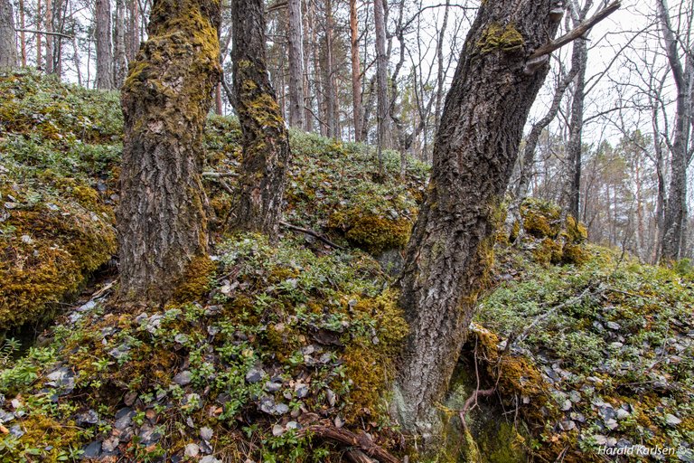 Olbogfjellet.jpg