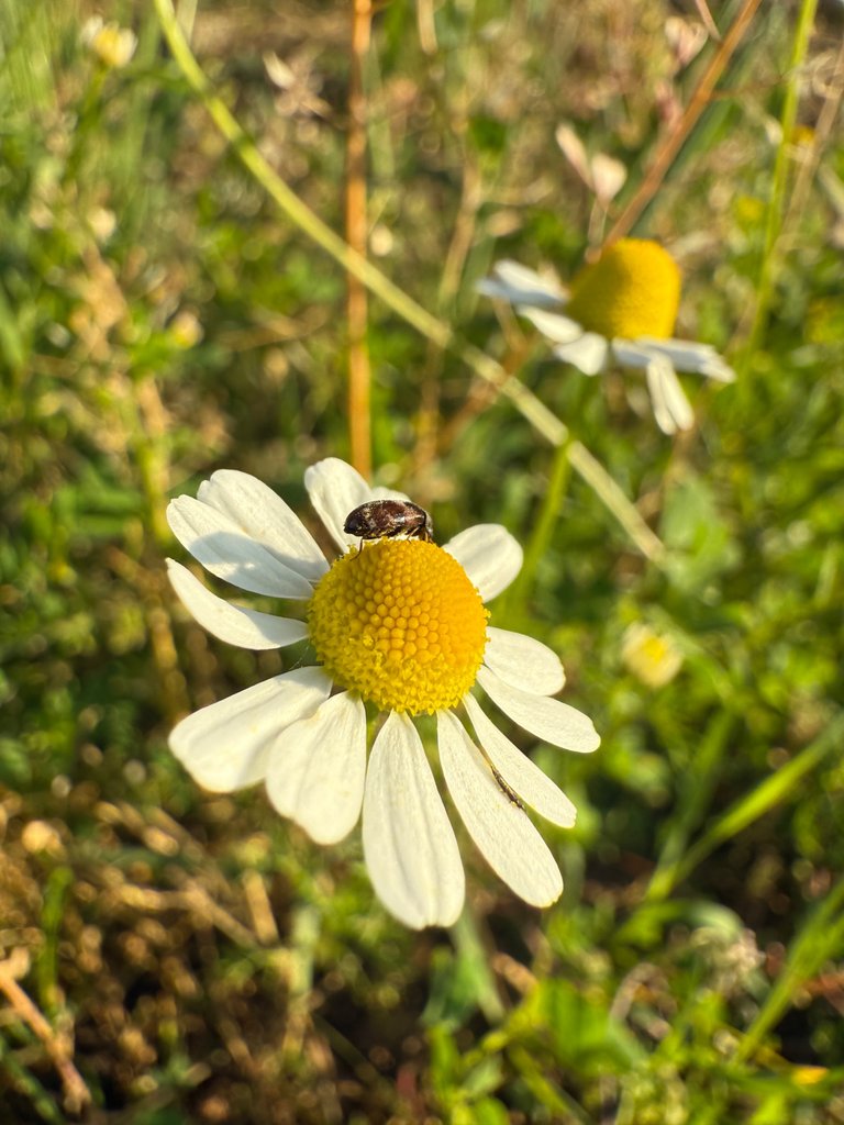 IMG_0041.jpeg