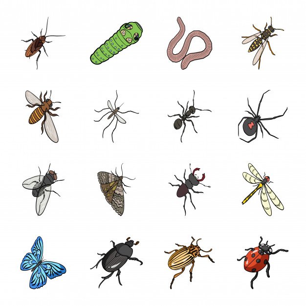 conjunto-dibujos-animados-insectos-icono-escarabajo-aislado-dibujos-animados-conjunto-iconos-insecto_161058-269.jpg