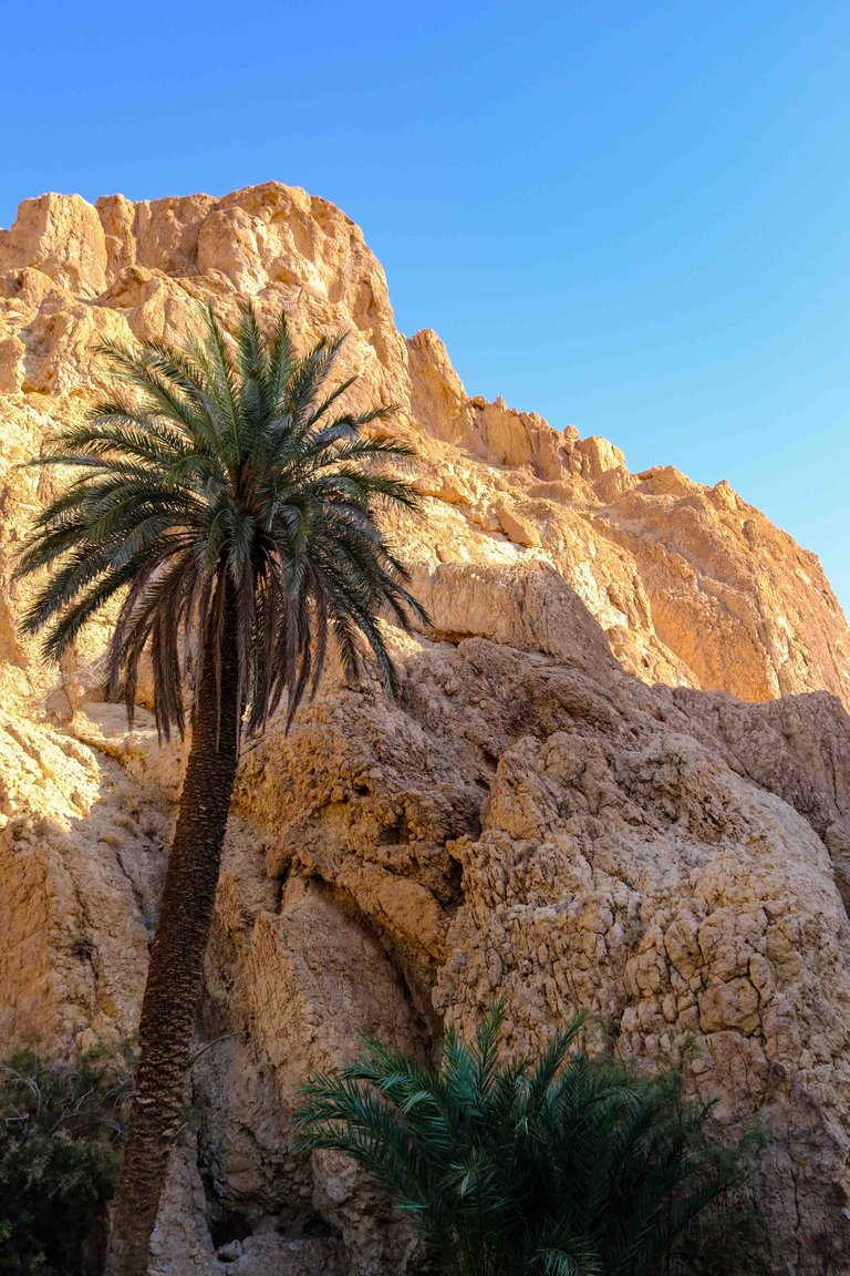 Chebika - palm.jpg