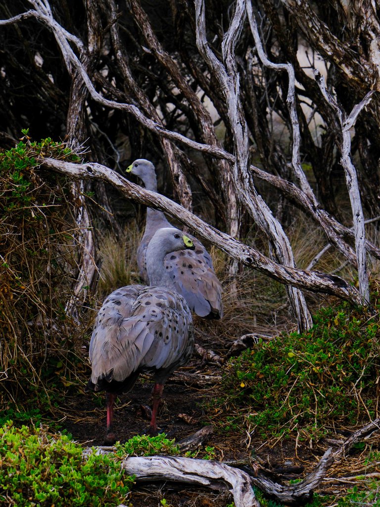 Phillip Island Wildlife 5.jpg