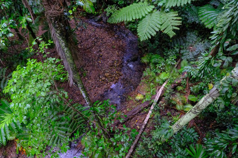 Daintree Forest 3.jpg