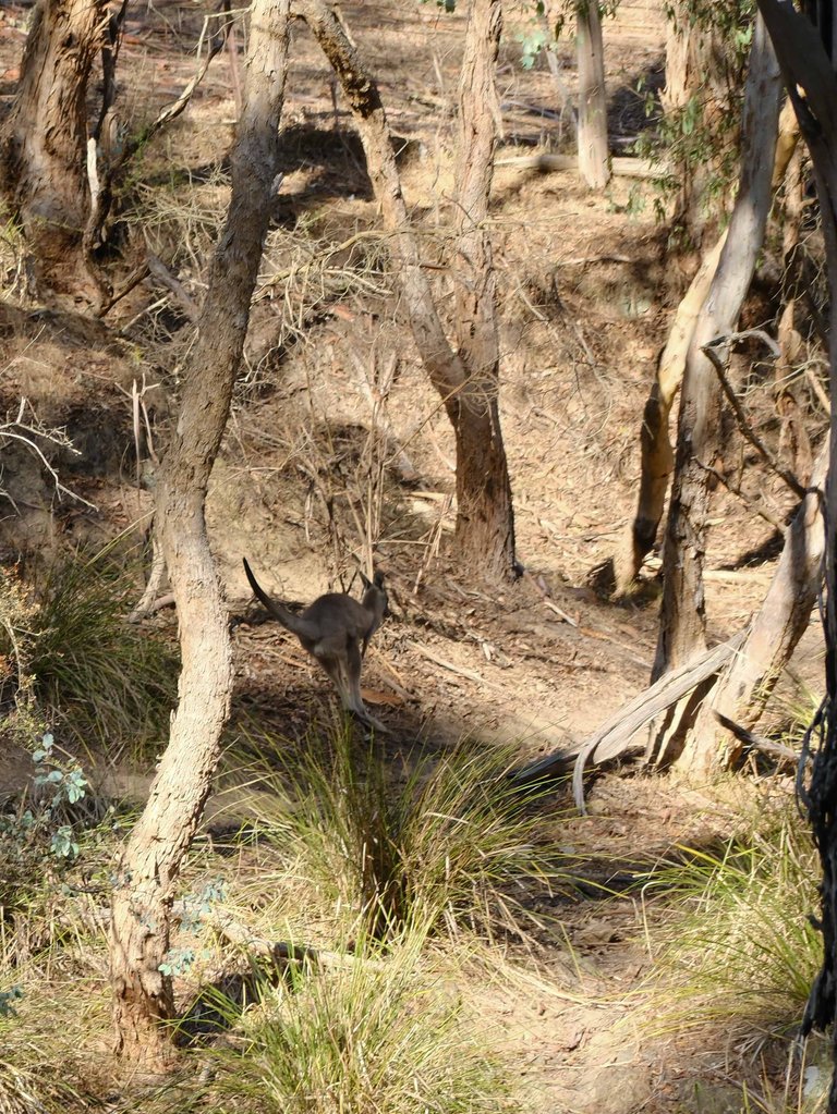 The Trail 1.jpg