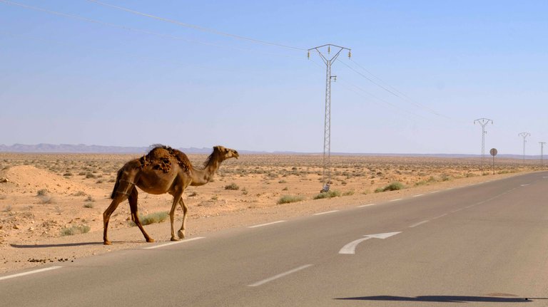 Camel on Road.jpg