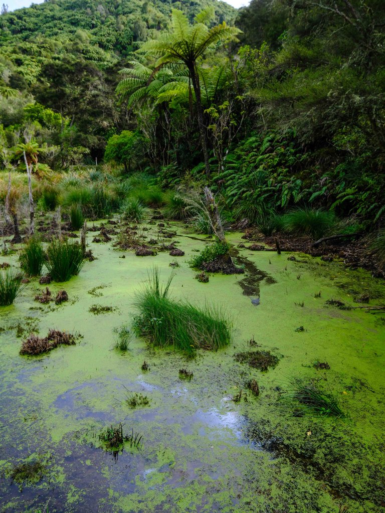 Waimangu - algae on lake 1.jpg