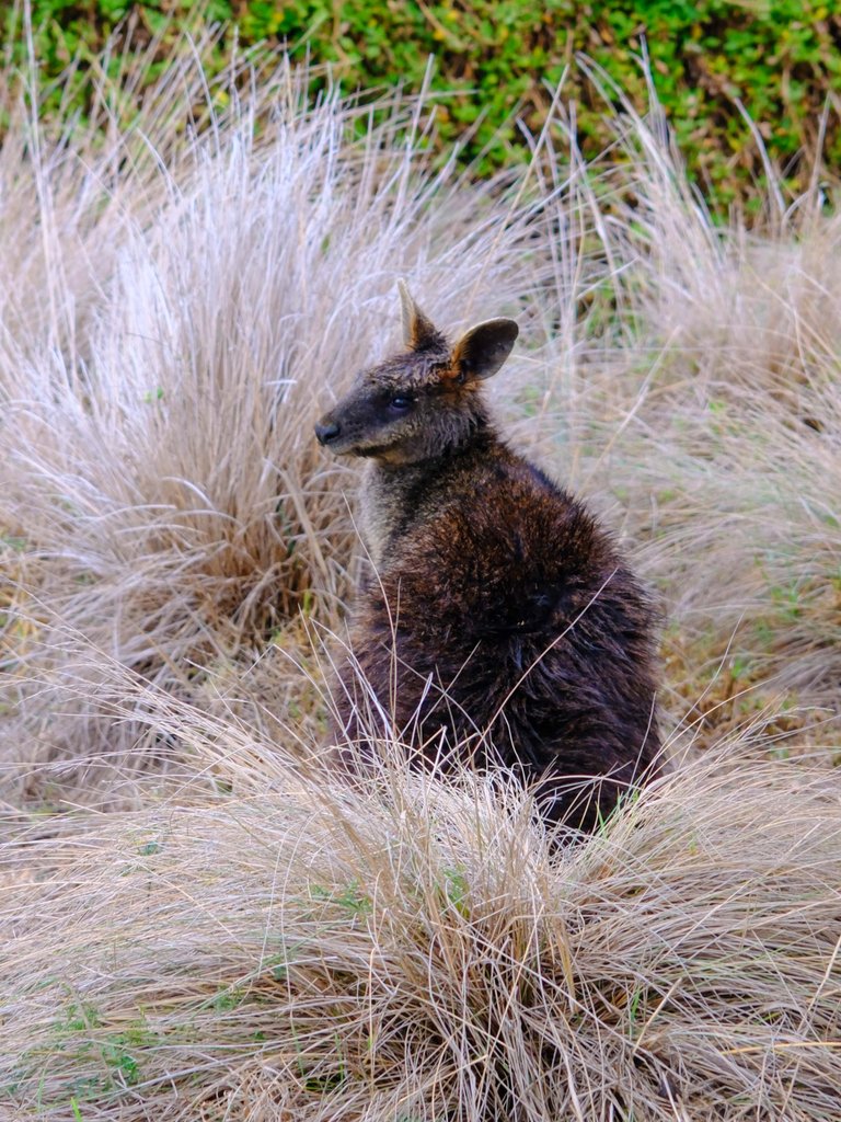Phillip Island Wildlife 6.jpg